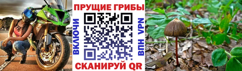 Купить где  Бахчисарай  Псилоцибиновые грибы GOLDEN TEACHER 